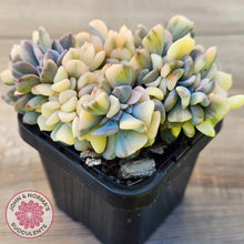 Load image into Gallery viewer, Echeveria &#39;Cubic Frost&#39; Crest Variegata
