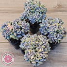 Echeveria 'Cubic Frost' Crest Variegata