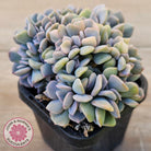 Echeveria 'Cubic Frost' Crest Variegata