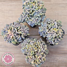 Echeveria 'Cubic Frost' Crest Variegata