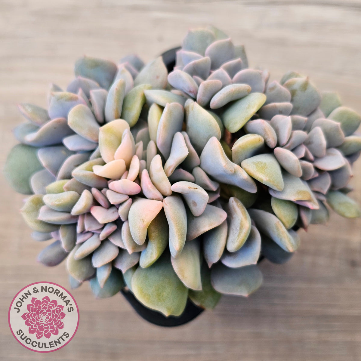 Echeveria 'Cubic Frost' Crest Variegata