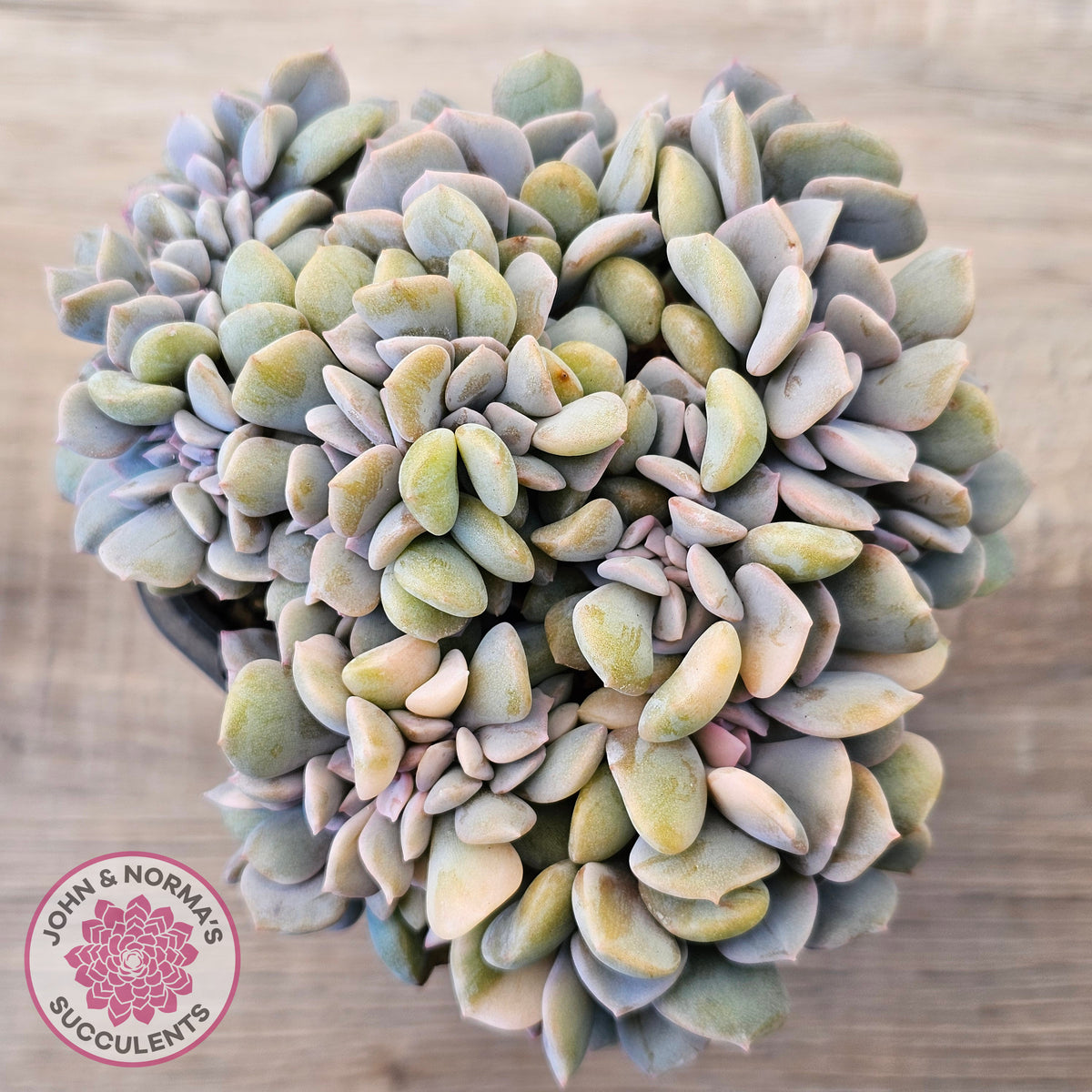 Echeveria 'Cubic Frost' Crest Variegata