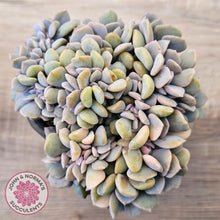 Load image into Gallery viewer, Echeveria 'Cubic Frost' Crest Variegata
