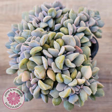 Load image into Gallery viewer, Echeveria 'Cubic Frost' Crest Variegata
