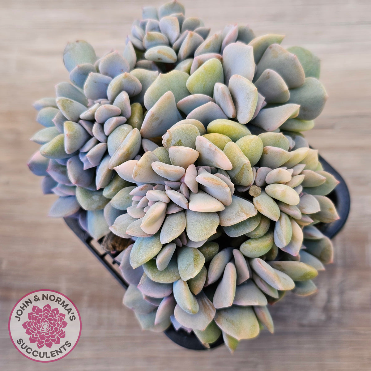 Echeveria 'Cubic Frost' Crest Variegata