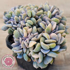 Echeveria 'Cubic Frost' Crest Variegata