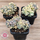 Echeveria 'Cubic Frost' Crest Variegata