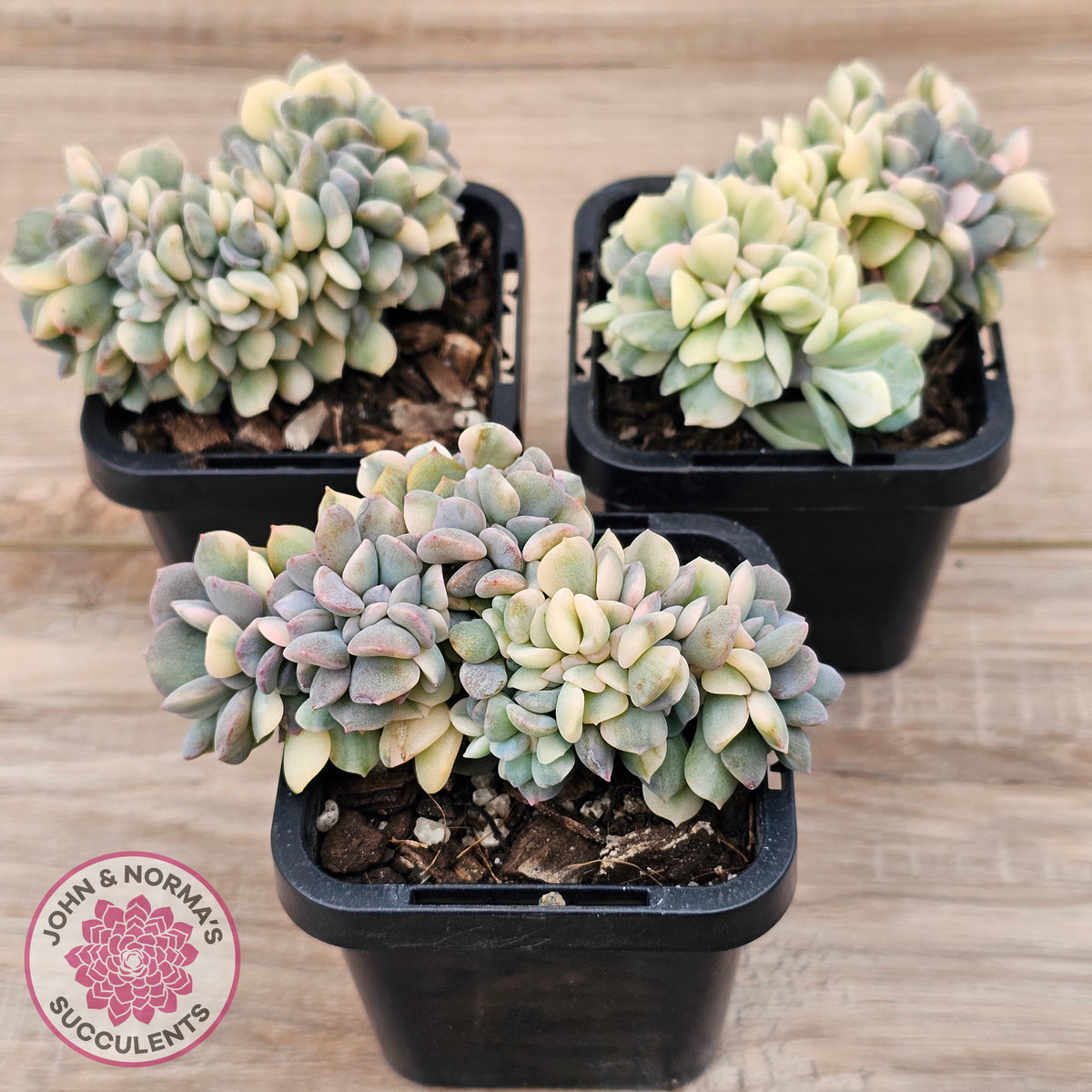 Echeveria 'Cubic Frost' Crest Variegata