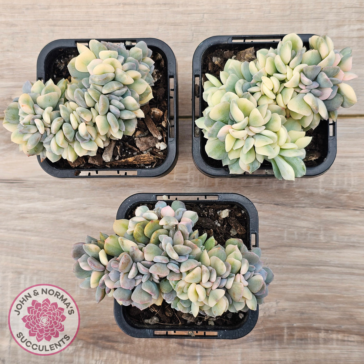 Echeveria 'Cubic Frost' Crest Variegata
