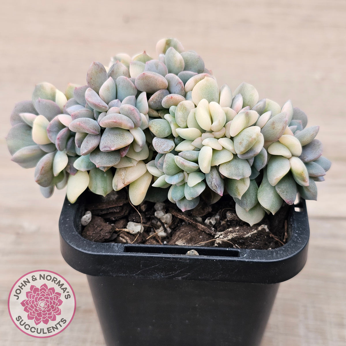 Echeveria 'Cubic Frost' Crest Variegata