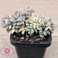 Load image into Gallery viewer, Echeveria 'Cubic Frost' Crest Variegata
