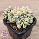 Echeveria 'Cubic Frost' Crest Variegata