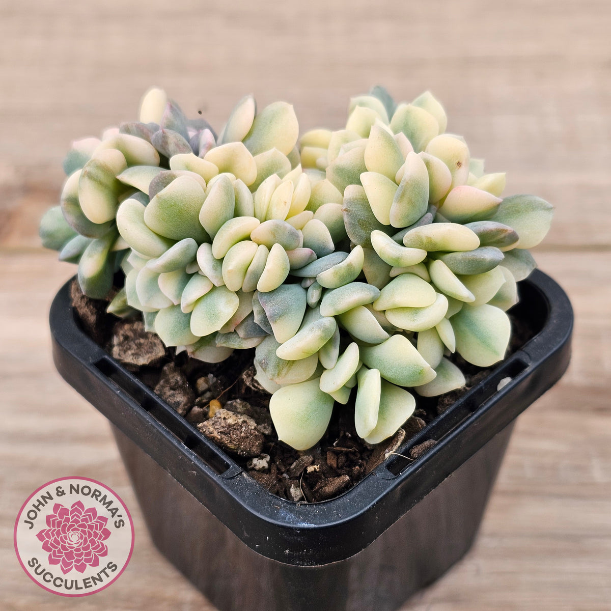 Echeveria 'Cubic Frost' Crest Variegata