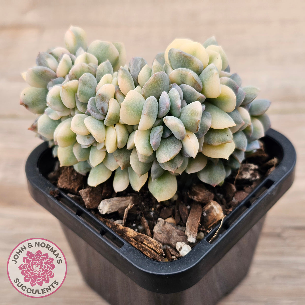 Echeveria 'Cubic Frost' Crest Variegata