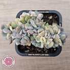 Echeveria 'Cubic Frost' Crest Variegata