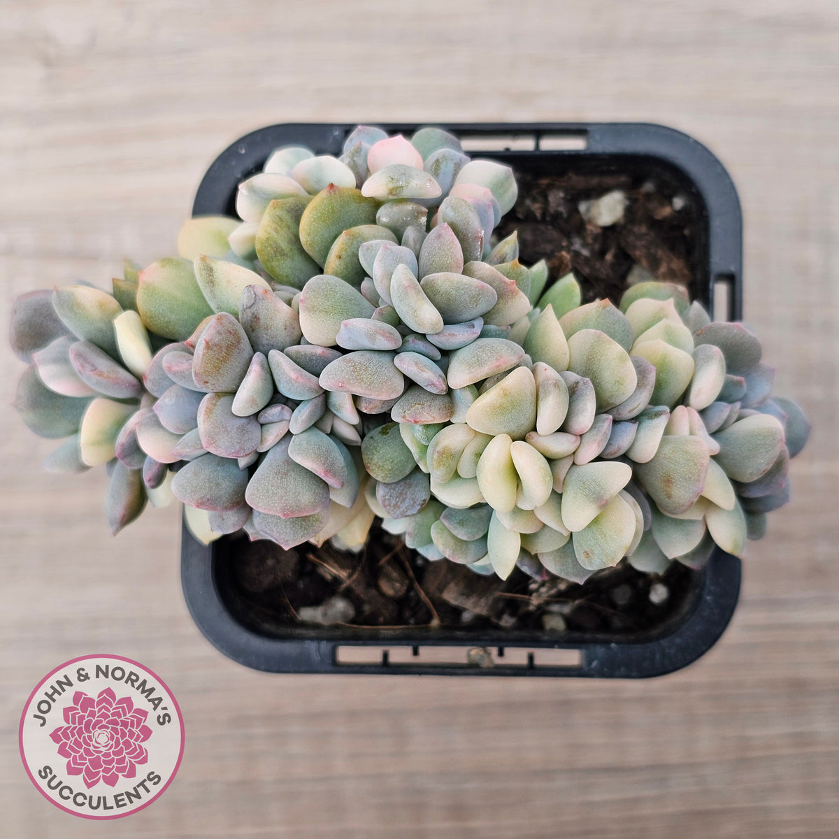 Echeveria 'Cubic Frost' Crest Variegata