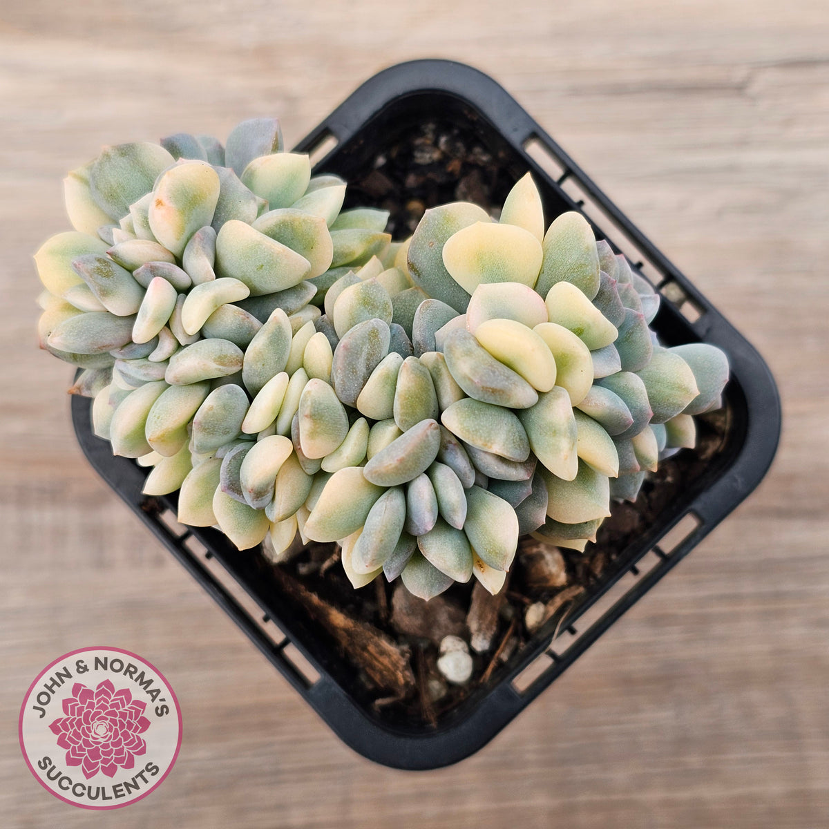 Echeveria 'Cubic Frost' Crest Variegata
