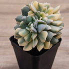 Echeveria 'Cubic Frost' Crest Variegata