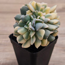 Load image into Gallery viewer, Echeveria &#39;Cubic Frost&#39; Crest Variegata
