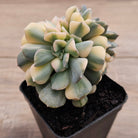 Echeveria 'Cubic Frost' Crest Variegata