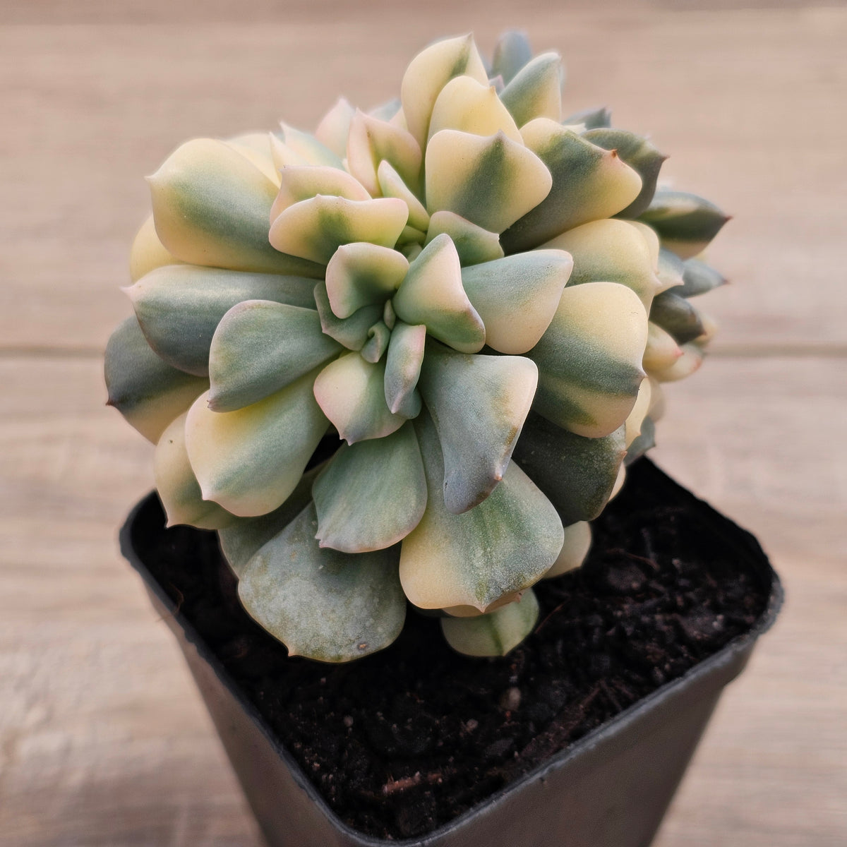 Echeveria 'Cubic Frost' Crest Variegata