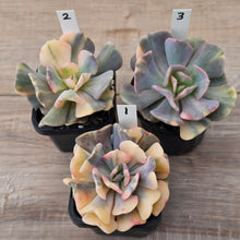 Load image into Gallery viewer, Echeveria &#39;Cubic Frost&#39; Variegated (Same Plants)
