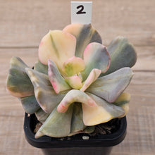 Load image into Gallery viewer, Echeveria &#39;Cubic Frost&#39; Variegated (Same Plants)
