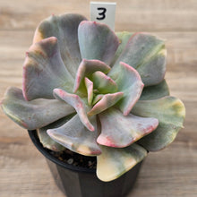 Load image into Gallery viewer, Echeveria &#39;Cubic Frost&#39; Variegated (Same Plants)
