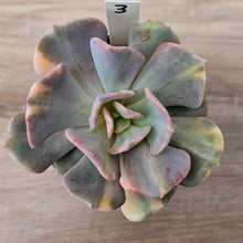 Load image into Gallery viewer, Echeveria &#39;Cubic Frost&#39; Variegated (Same Plants)
