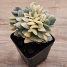 Echeveria 'Cubic Frost' Crest Variegata