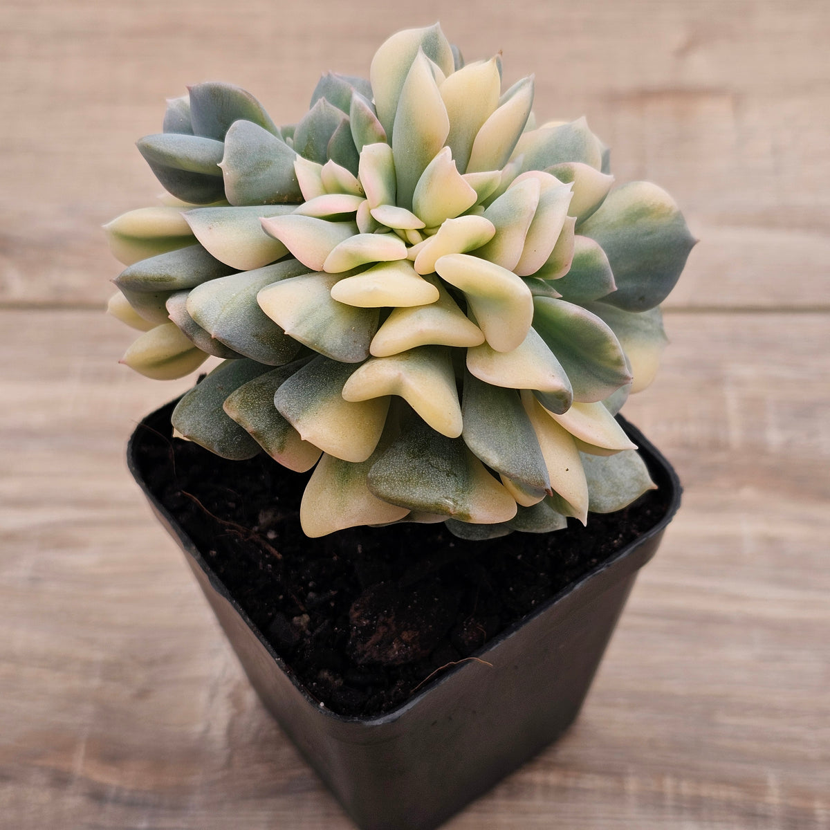 Echeveria 'Cubic Frost' Crest Variegata
