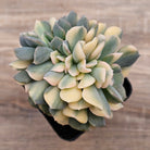 Echeveria 'Cubic Frost' Crest Variegata