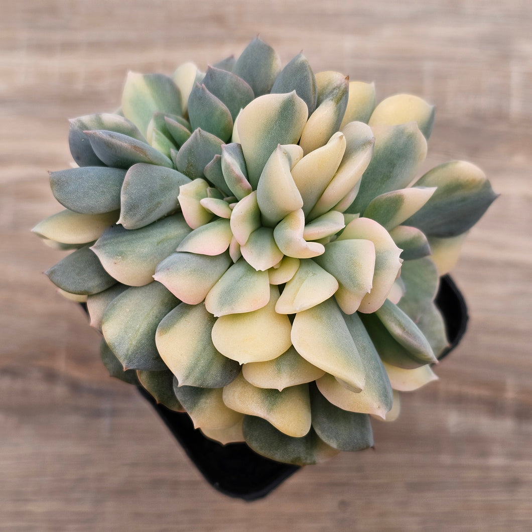 Echeveria 'Cubic Frost' Crest Variegata
