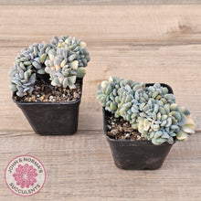 Load image into Gallery viewer, Echeveria &#39;Cubic Frost&#39; Crest Variegata
