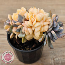 Load image into Gallery viewer, Echeveria &#39;Cubic Frost&#39; Crest Variegata
