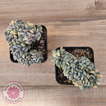 Load image into Gallery viewer, Echeveria &#39;Cubic Frost&#39; Crest Variegata
