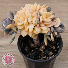 Load image into Gallery viewer, Echeveria &#39;Cubic Frost&#39; Crest Variegata
