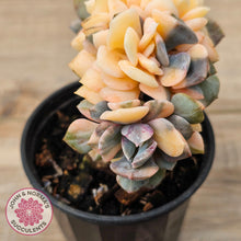 Load image into Gallery viewer, Echeveria &#39;Cubic Frost&#39; Crest Variegata

