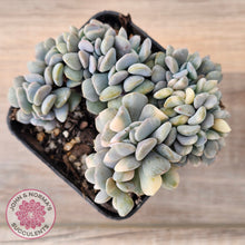 Load image into Gallery viewer, Echeveria &#39;Cubic Frost&#39; Crest Variegata
