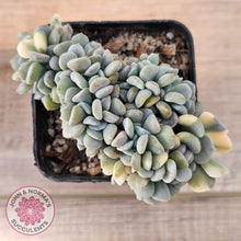 Load image into Gallery viewer, Echeveria &#39;Cubic Frost&#39; Crest Variegata
