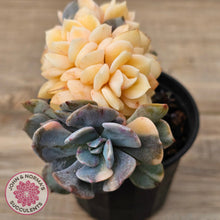 Load image into Gallery viewer, Echeveria &#39;Cubic Frost&#39; Crest Variegata
