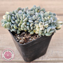 Load image into Gallery viewer, Echeveria &#39;Cubic Frost&#39; Crest Variegata
