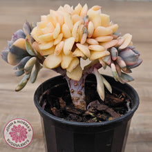 Load image into Gallery viewer, Echeveria &#39;Cubic Frost&#39; Crest Variegata
