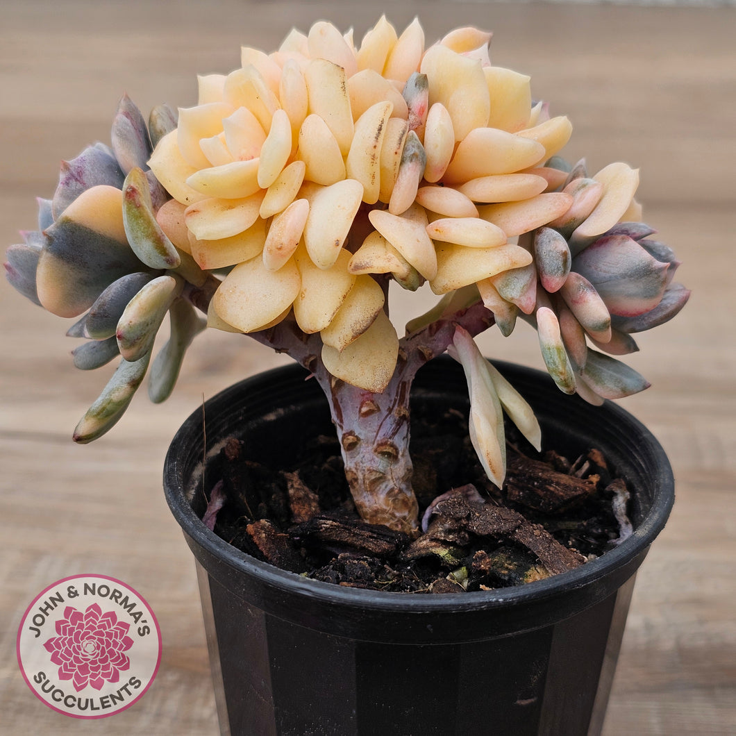 Echeveria 'Cubic Frost' Crest Variegata