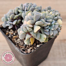 Load image into Gallery viewer, Echeveria &#39;Cubic Frost&#39; Crest Variegata
