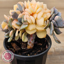 Load image into Gallery viewer, Echeveria &#39;Cubic Frost&#39; Crest Variegata
