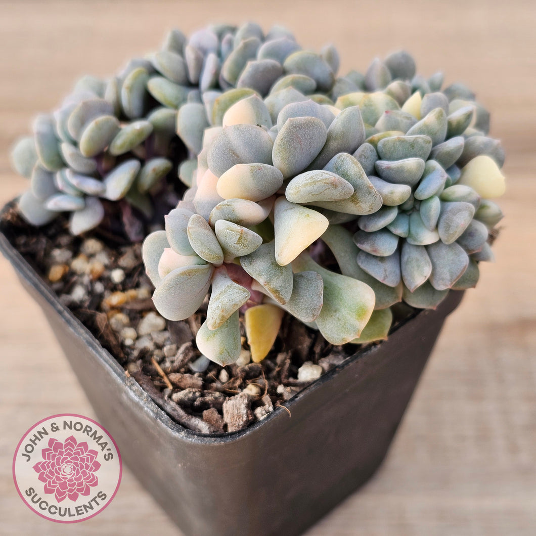 Echeveria 'Cubic Frost' Crest Variegata