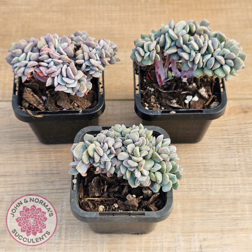 Echeveria 'Cubic Frost' Crest