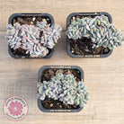Echeveria 'Cubic Frost' Crest