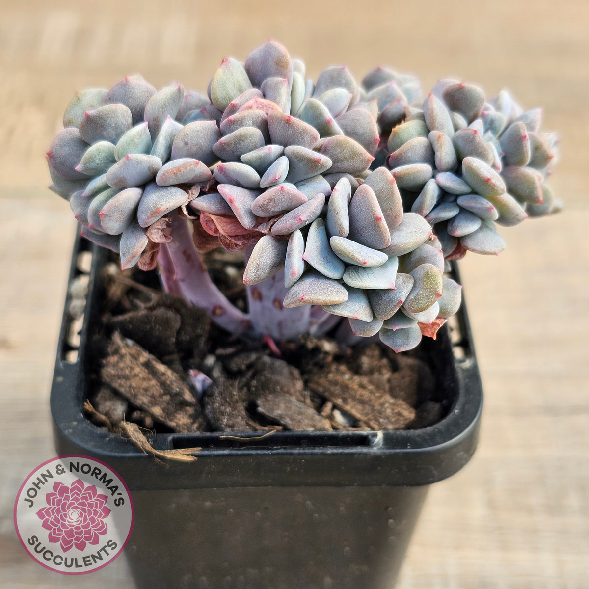 Echeveria 'Cubic Frost' Crest